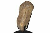 Fossil Hadrosaur Phalange (Hand) Bone on Metal Stand - Montana #193002-3